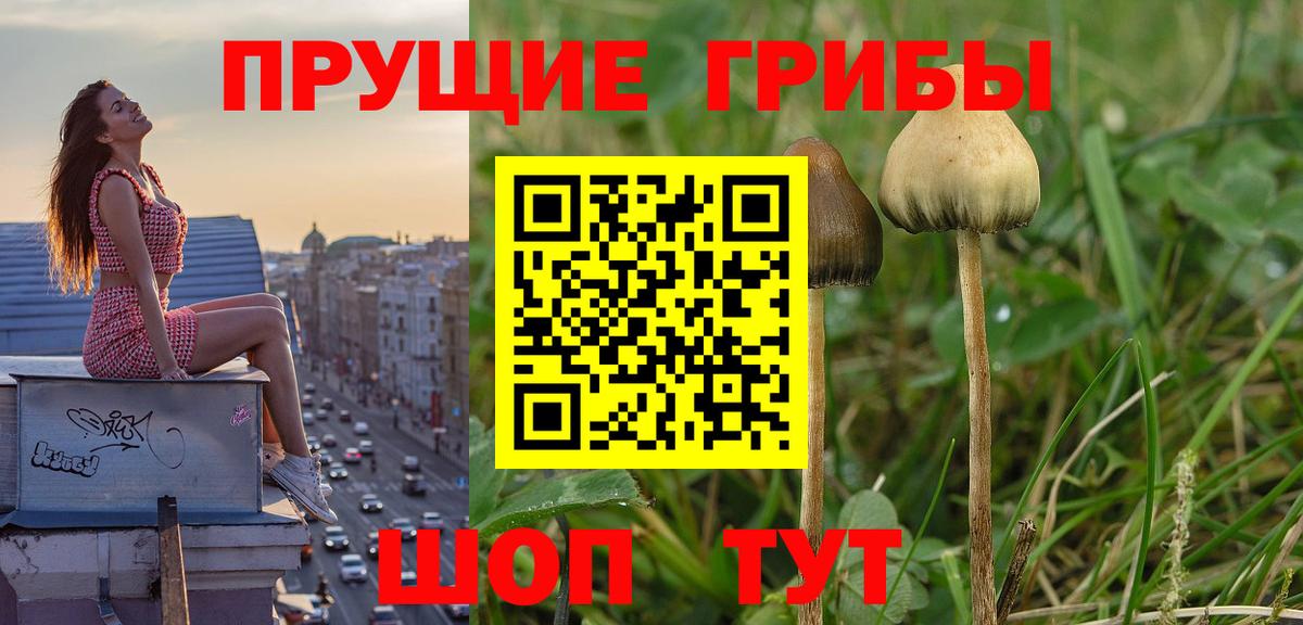 Псилоцибиновые грибы Psilocybine cubensis  Вход с VPN  где найти   Боровичи 