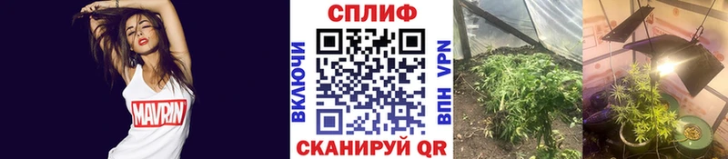 мега ссылки  Боровичи  Каннабис семена 